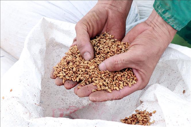 Hạt giống lúa mảy mầm siêu tốc - công nghệ do anh Lương Văn Trường nghiên cứu và phát triển. (Ảnh: Nguyễn Lành/TTXVN)